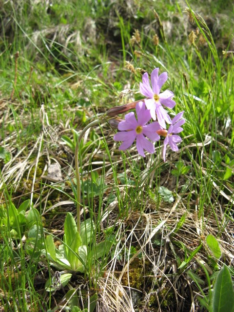 Primula halleri / Primula di Haller