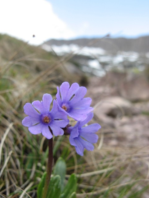 Primula glutinosa / Primula vischiosa