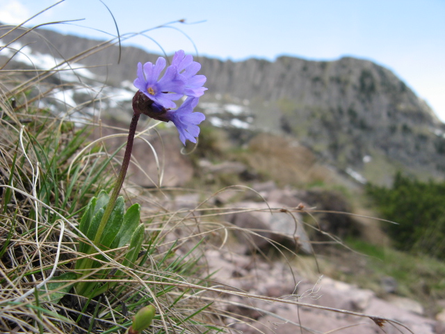 Primula glutinosa / Primula vischiosa