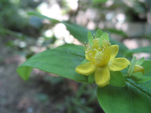 Hypericum androsaemum / Erba di S.Giovanni arbustiva