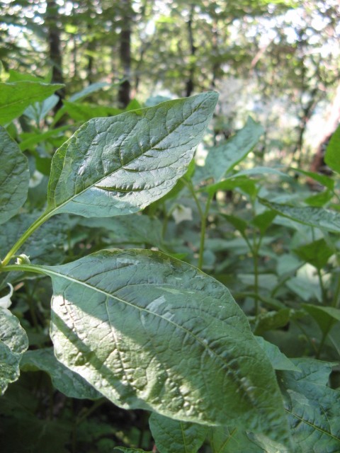 Alkekengi officinarum (=Physalis alkekengi) / Alchechengi