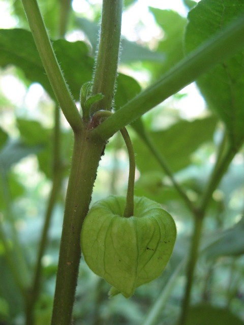 Alkekengi officinarum (=Physalis alkekengi) / Alchechengi