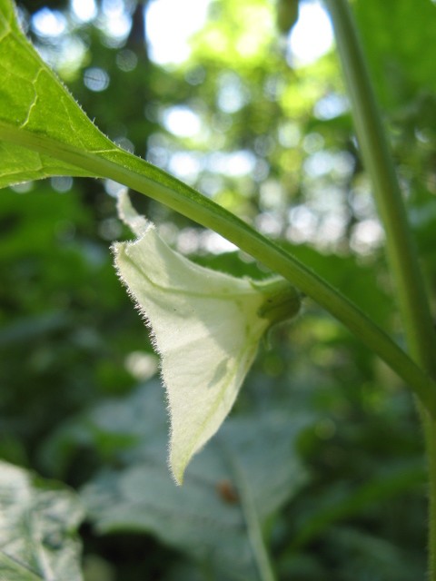 Alkekengi officinarum (=Physalis alkekengi) / Alchechengi