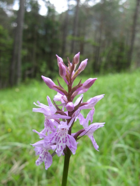 orchidee dal Cadore