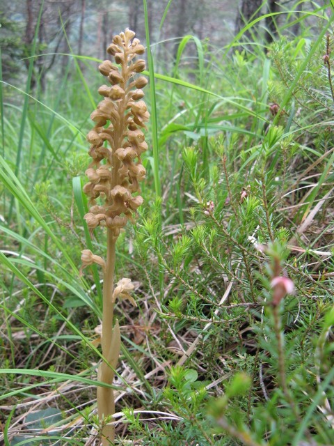 orchidee dal Cadore