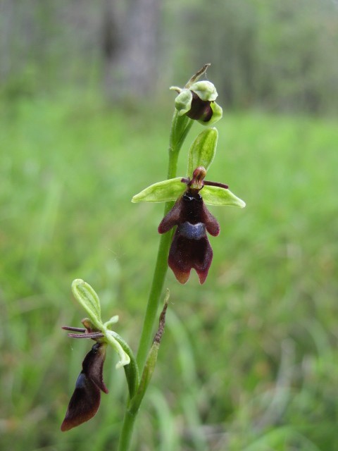 orchidee dal Cadore