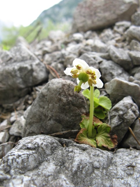 fioriture in Cadore