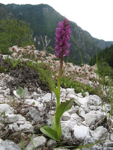 orchidee dal Cadore
