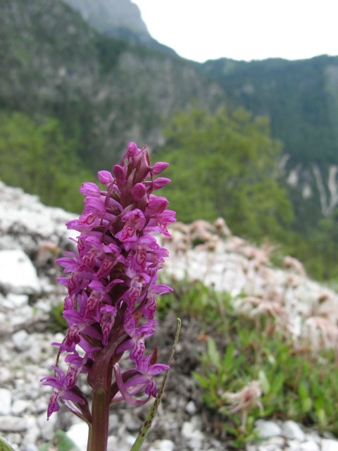 orchidee dal Cadore