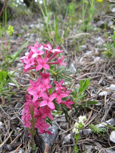 fioriture in Cadore