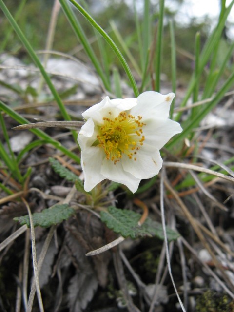 fioriture in Cadore