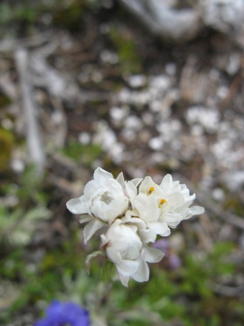 fioriture in Cadore