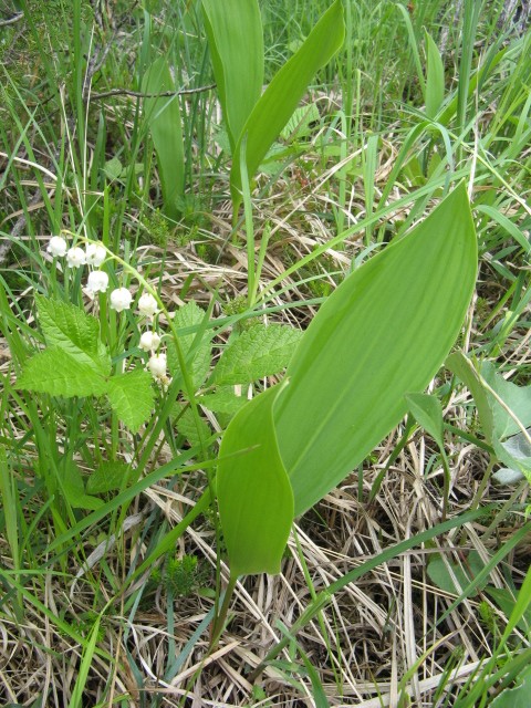 fioriture in Cadore