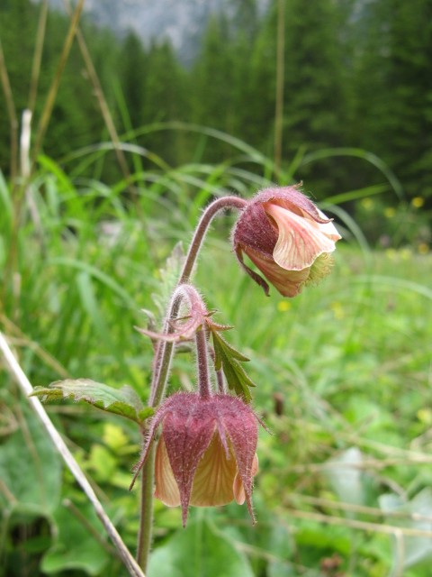 fioriture in Cadore