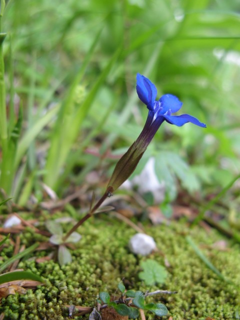 fioriture in Cadore