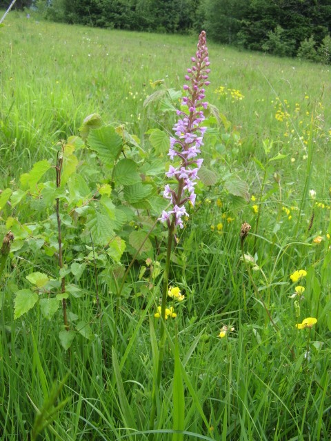 orchidee dal Cadore