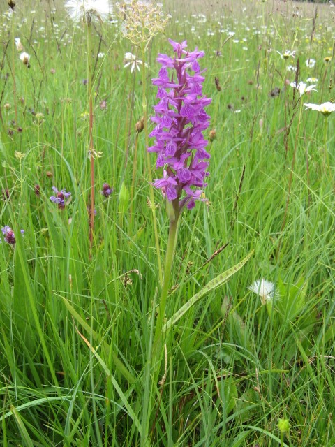 orchidee dal Cadore