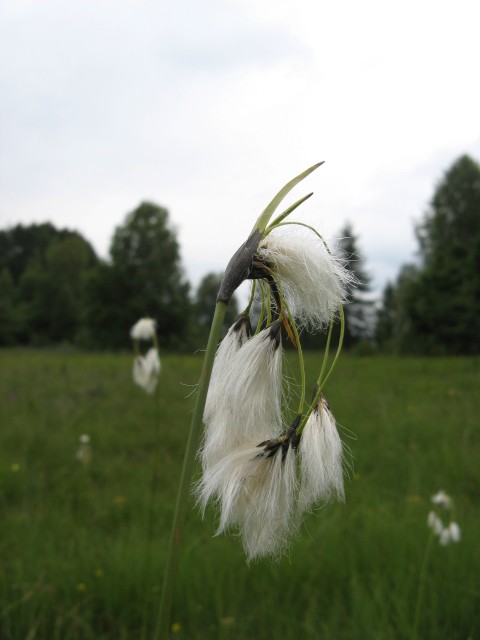 fioriture in Cadore