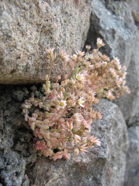 Sedum dasyphyllum