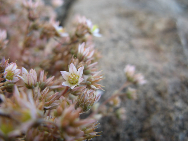 Sedum dasyphyllum