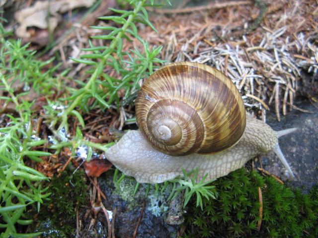 Helix (Helix) pomatia Linnaeus, 1758