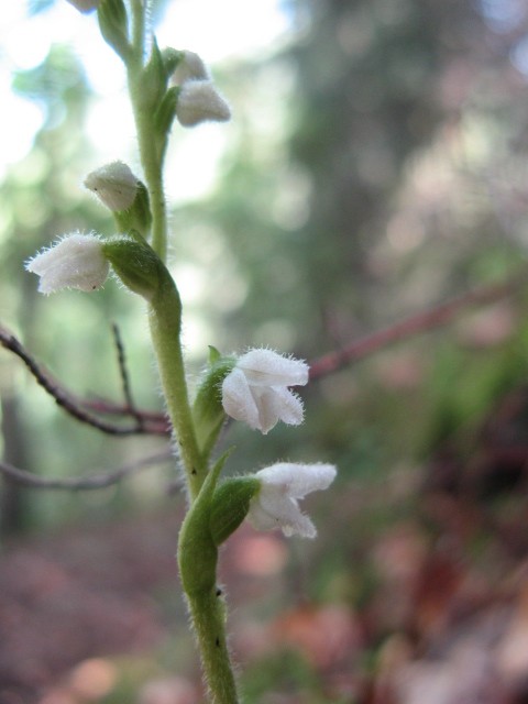 Goodyera repens