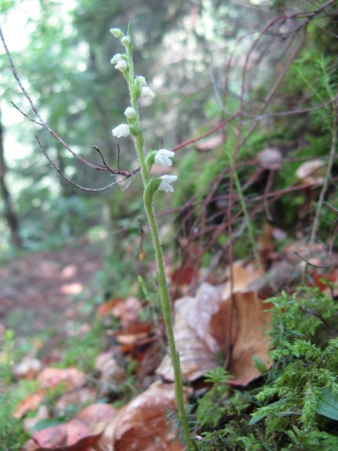 Goodyera repens