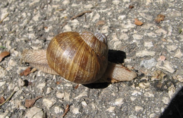 Helix (Helix) pomatia Linnaeus, 1758