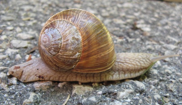 Helix (Helix) pomatia Linnaeus, 1758