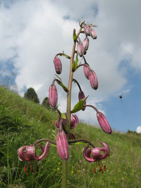 Lilium martagon / Giglio martagone
