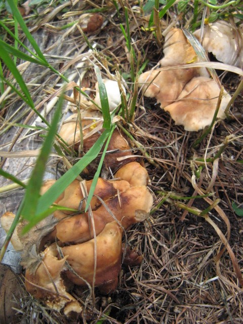 nei boschi di Bedollo (TN).......terza parte