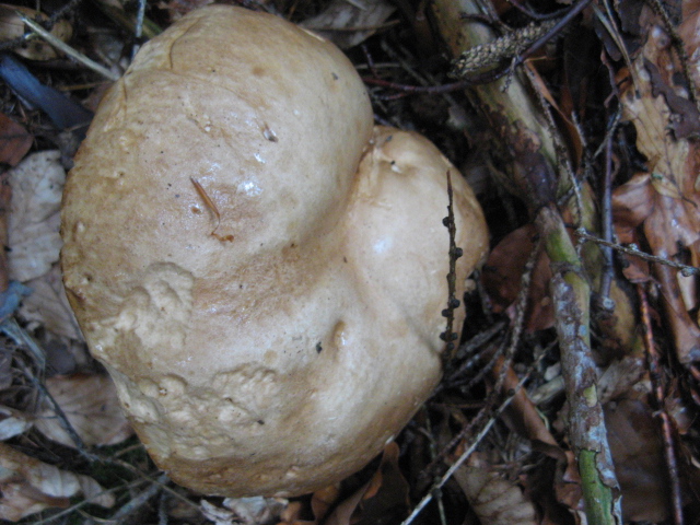 nei boschi di Bedollo (TN).......quarta parte