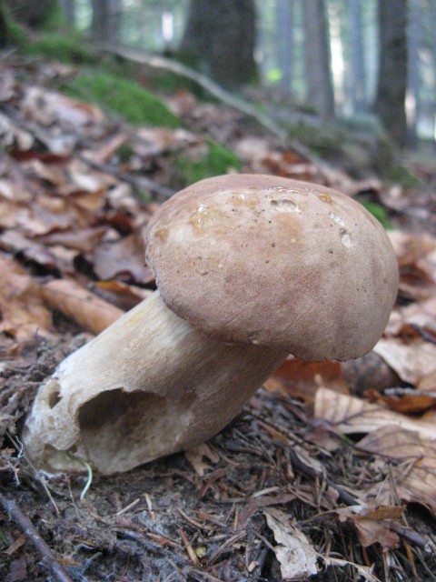 nei boschi di Bedollo (TN).......quarta parte