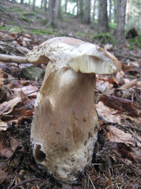 nei boschi di Bedollo (TN).......quarta parte