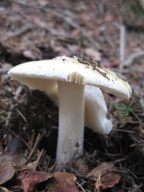 nei boschi di Bedollo (TN).......quarta parte