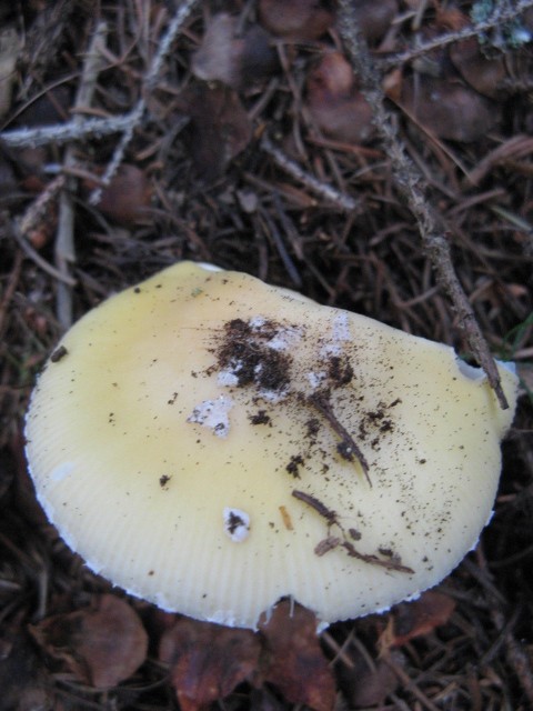 nei boschi di Bedollo (TN).......quarta parte