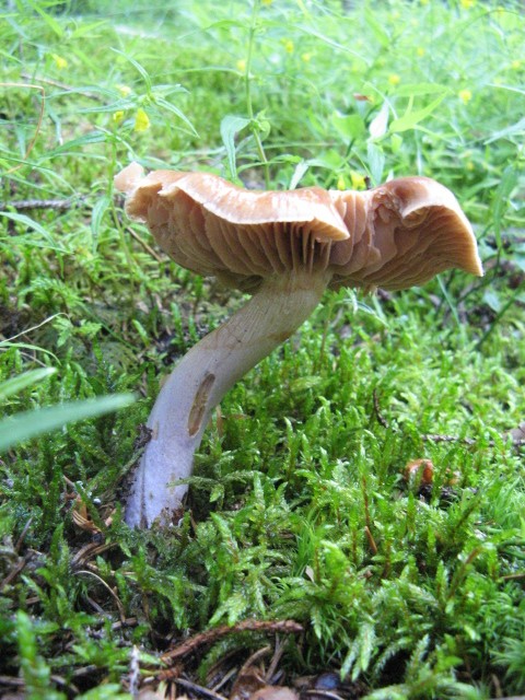 nei boschi di Bedollo (TN).......quarta parte