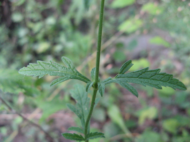 Verbena officinalis / Verbena comune