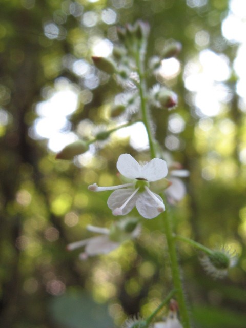 Circaea lutetiana L. / Erba maga comune