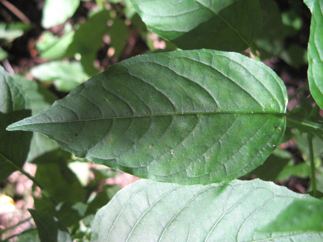 Circaea lutetiana L. / Erba maga comune