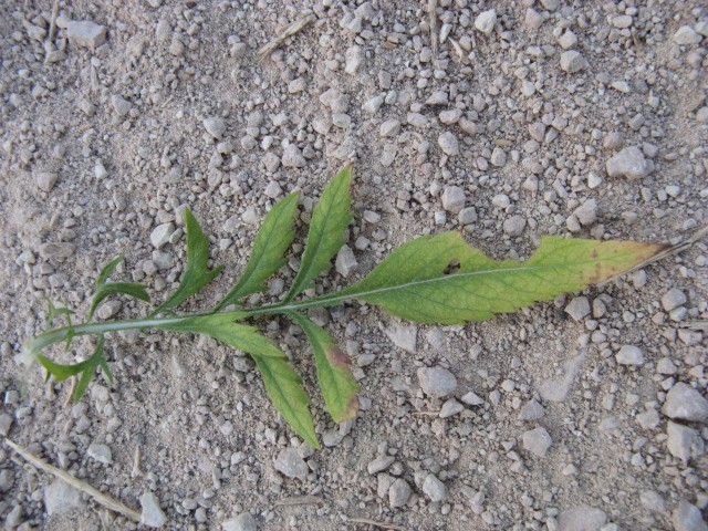 Cephalaria transsylvanica / Vedovina maggiore
