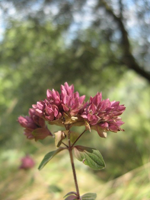 Origanum vulgare