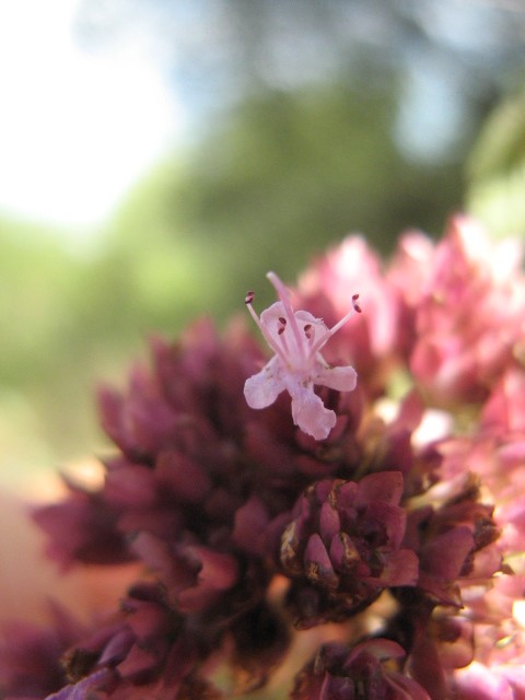 Origanum vulgare