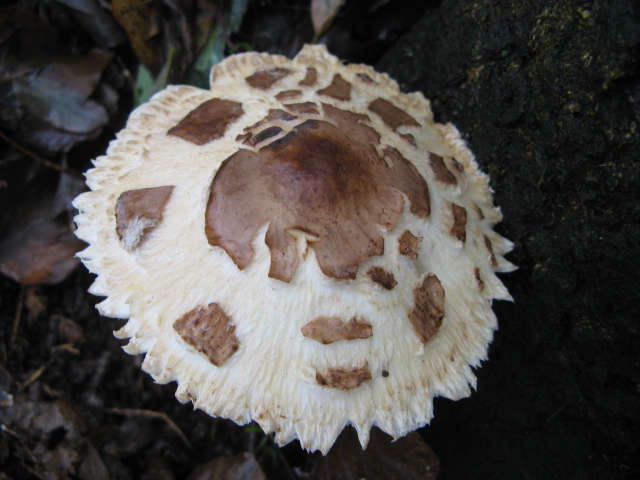 funghi invernali