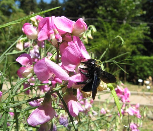 Xylocopa sp.