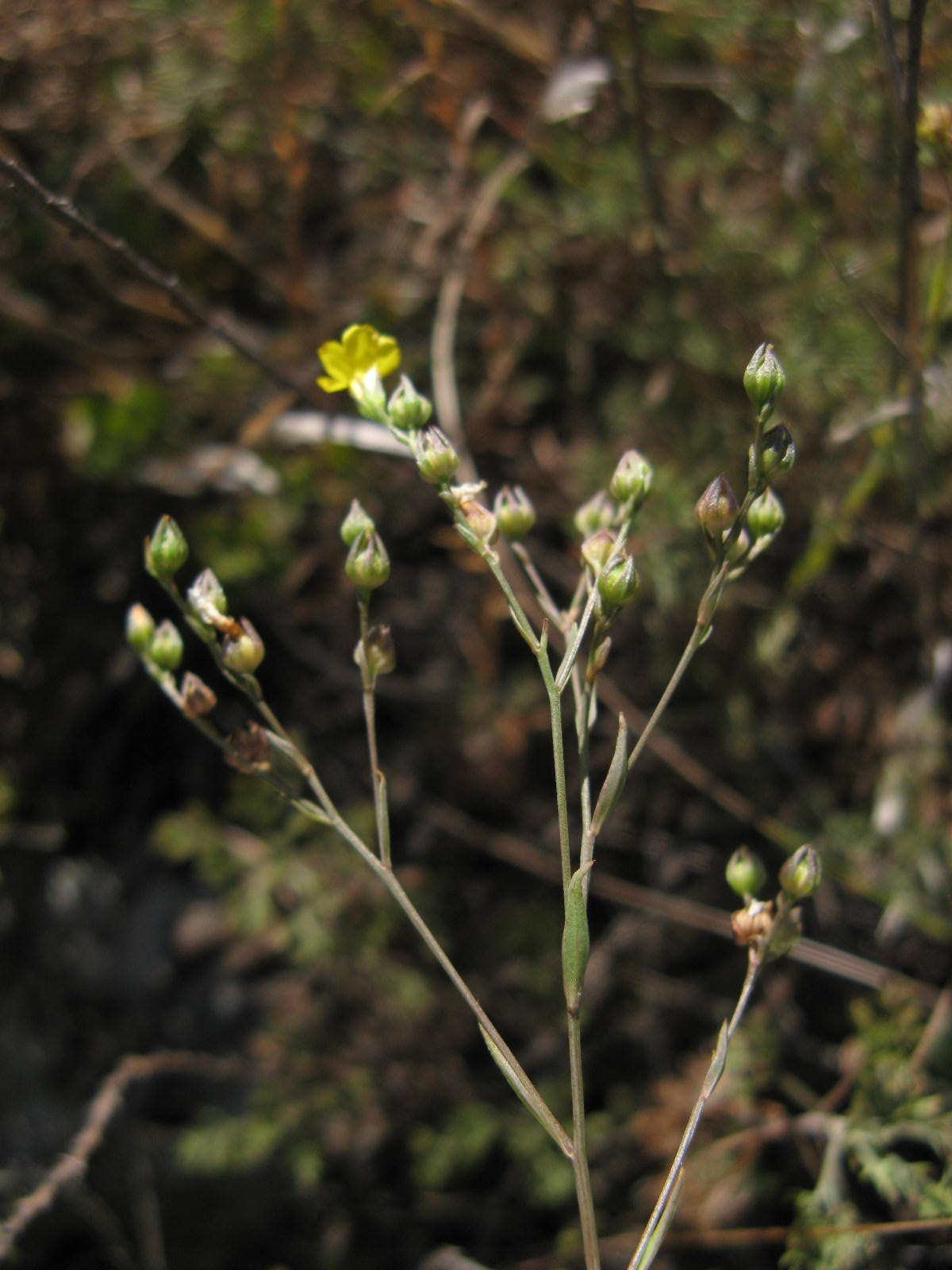 Linum trigynum