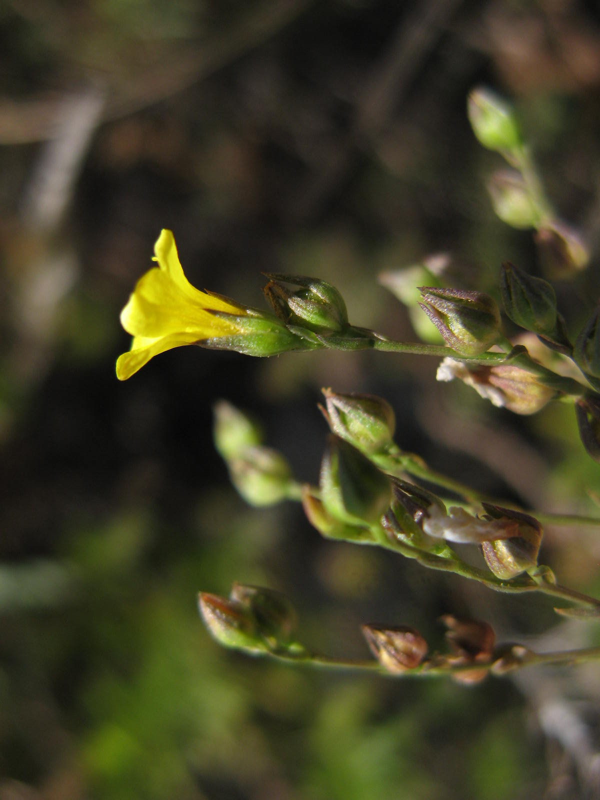 Linum trigynum