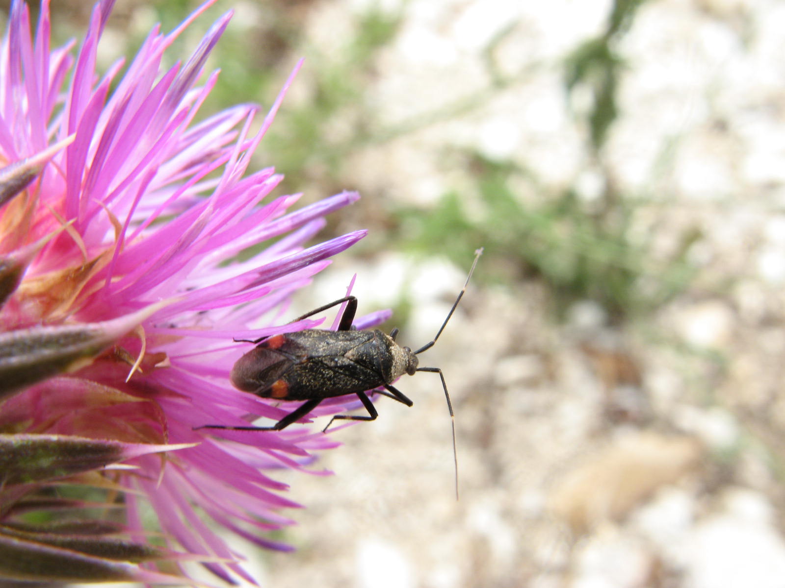 Miridae: Closterotomus cinctipes di Rieti