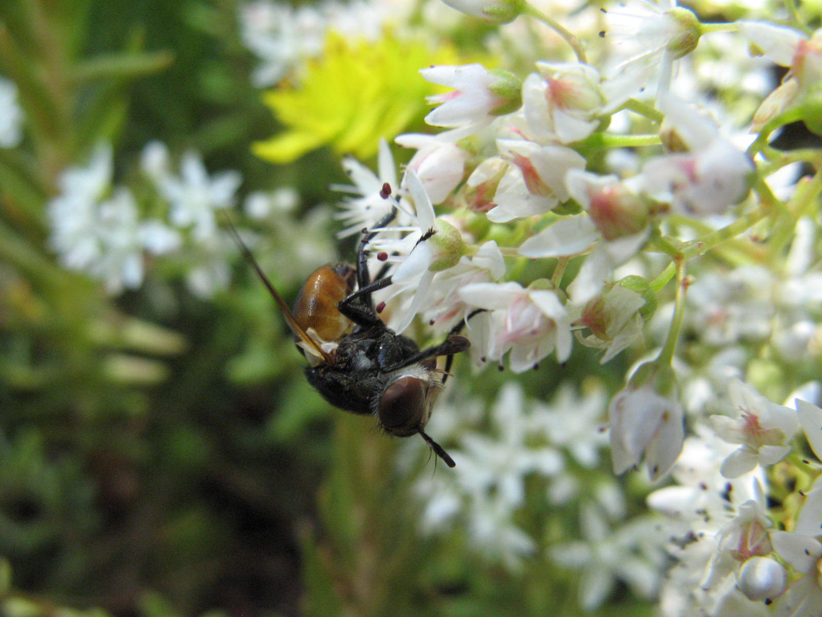 Gymnosoma sp. (Tachinidae).