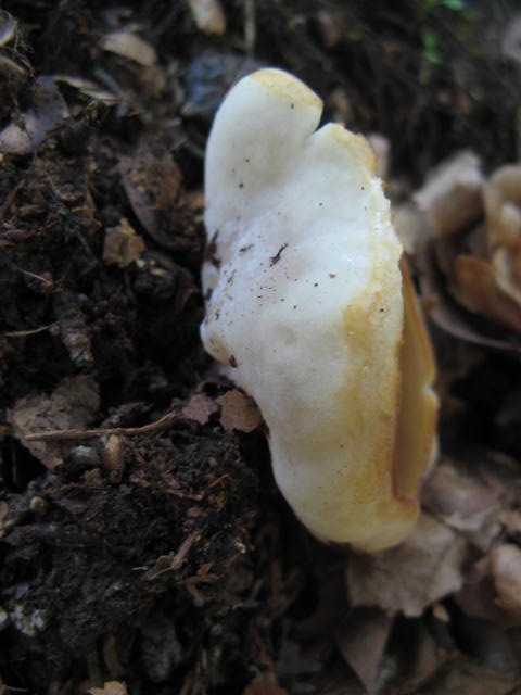 chi �? (cfr. Otidea sp.)